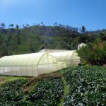 CHANDANA VEGETABLE