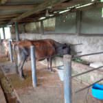 SARANGI MILK FARM