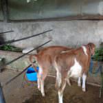 SARANGI MILK FARM