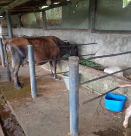 SARANGI MILK FARM