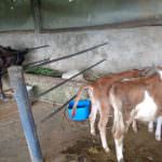 SARANGI MILK FARM