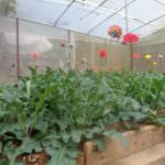 ECO ROSSES