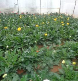ECO ROSSES
