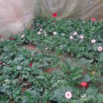 ECO ROSSES