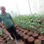 ECO ROSSES