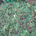 ECO ROSSES