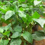 Tharindu greenhouse products