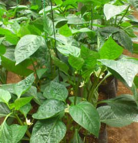 Tharindu Green House Products