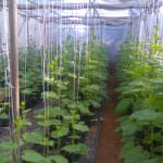 Tharindu Green House Products