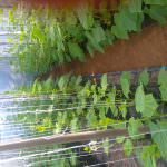 Tharindu greenhouse products
