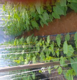 Tharindu greenhouse products