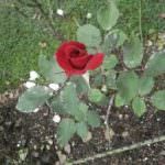 Omendi Cut Flowers