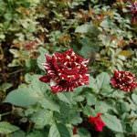 Omendi Cut Flowers
