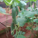 Dineth Green House Products