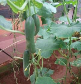 Dineth Green House Products