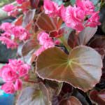 Dineth Green House Products