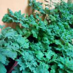 Dineth Green House Products