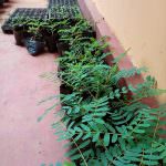 Dineth Green House Products