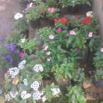Vikasitha Rose Garden