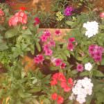 Vikasitha Rose Garden