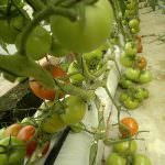 Ruwan Green House Production