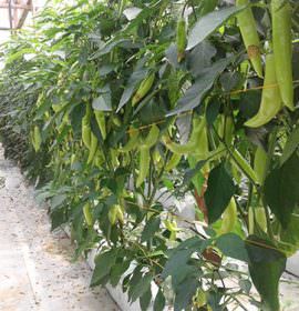 Ruwan Green House Production
