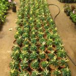 Samagi Nursery