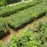 Samagi Nursery