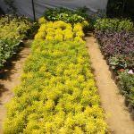 Samagi Nursery