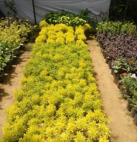 Samagi Nursery