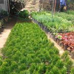 Samagi Nursery