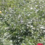 Deliya Nursery
