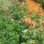 Deliya Nursery