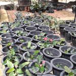 Miyuru sitha Nursery