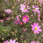 Miyuru sitha Nursery