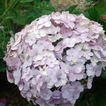 Miyuru sitha Nursery