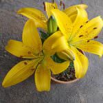 Miyuru sitha Nursery