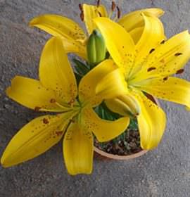 Miyuru sitha Nursery