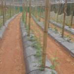 Ruwan Green House Production