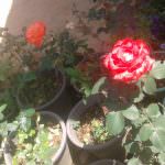 Vikasitha Rose Garden