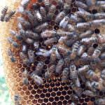 UVA BEE HONEY INDUSTRIES (PVT) LTD