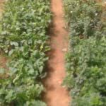 Vikasitha Rose Garden