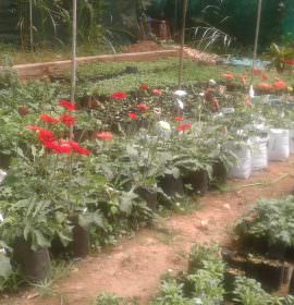 Vikasitha Rose Garden