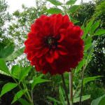 Quality Flora