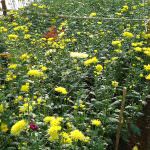 Isuru Flora