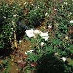 Isuru Flora