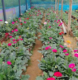Pipuni Flower Nursery