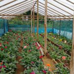 Pipuni Flower Nursery