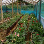 Pipuni Flower Nursery