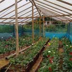 Pipuni Flower Nursery